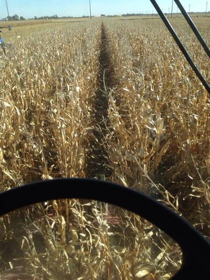 Mrzookeeper's tweet image. Harvesting what the consumer what's enogen for #ethonal