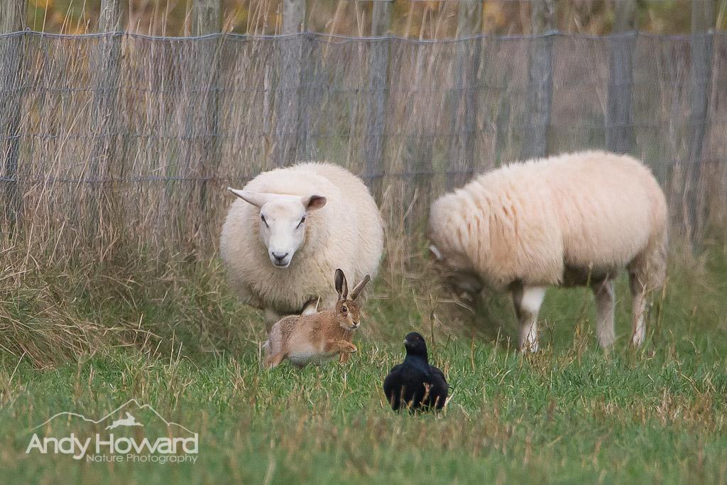 highland_andy's tweet image. Amusing snap of a Black Grouse Getting photo-bombed by a Brown Hare Leveret &amp;amp; a Sheep! 
#justforfun
