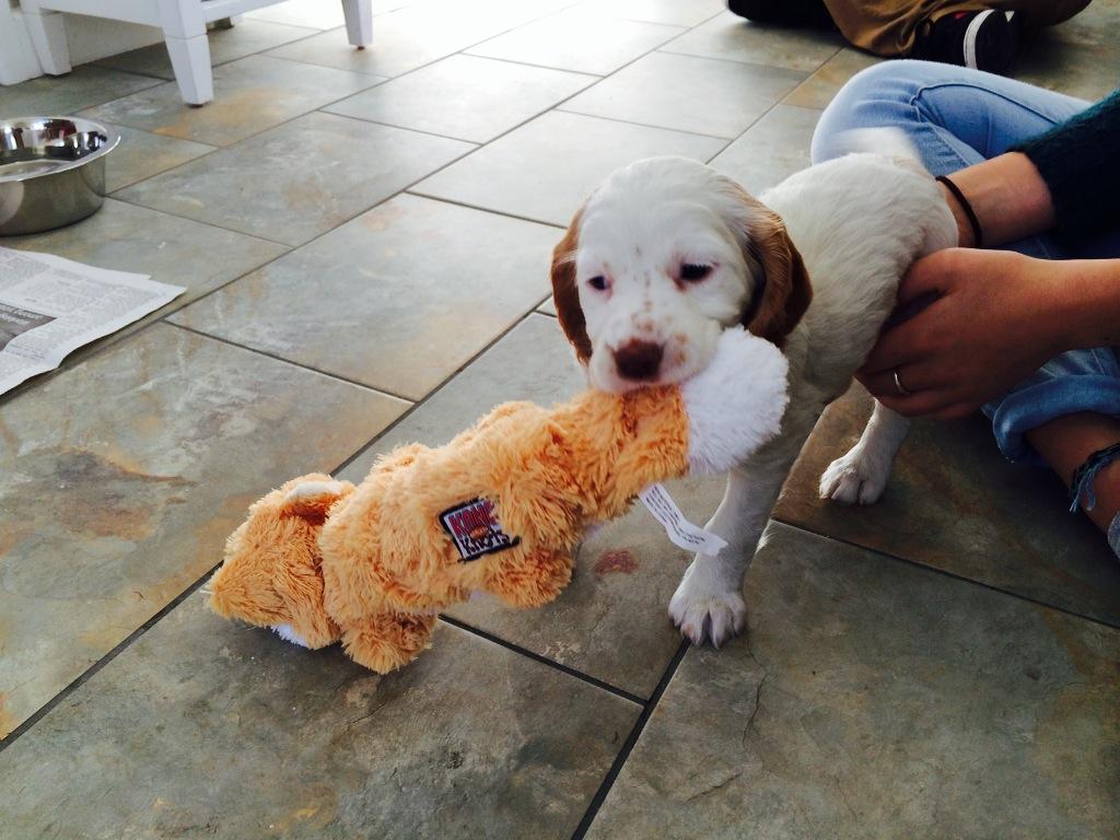 This is Poppy my new baby. She can't wait to meet Dudley. <a href="/SuzanneShaw/">Suzanne Shaw</a> <a href="/SophieAdele1/">Sophie Stokes</a> @SamJGreenfield <a href="/Clarebuckfield/">Clare buckfield</a>