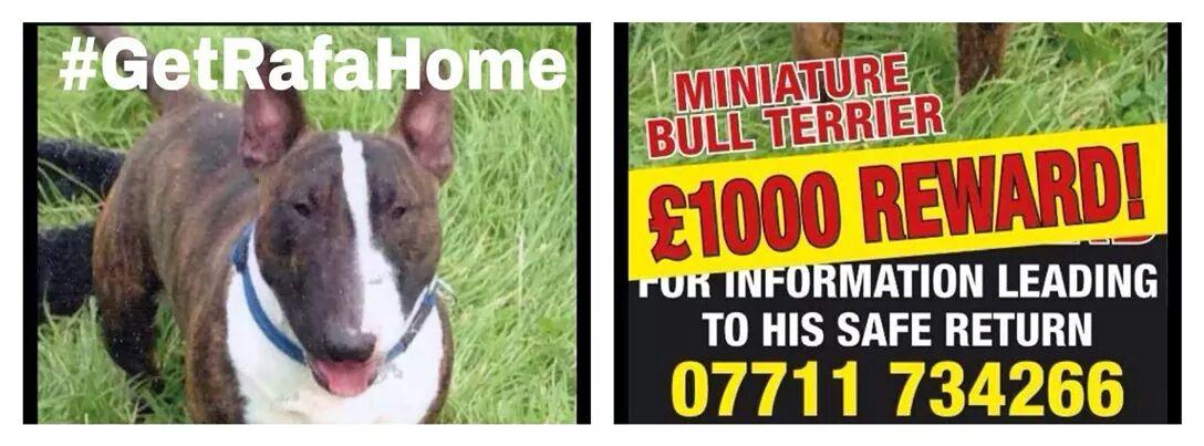 adelej2812's tweet photo. @rickygervais please help get Rafa home missing from Denholm area of Bradford 16.10.14 #GETRAFAHOME  BOB Crufts 2014 http://t.co/bZvOIo9gC3