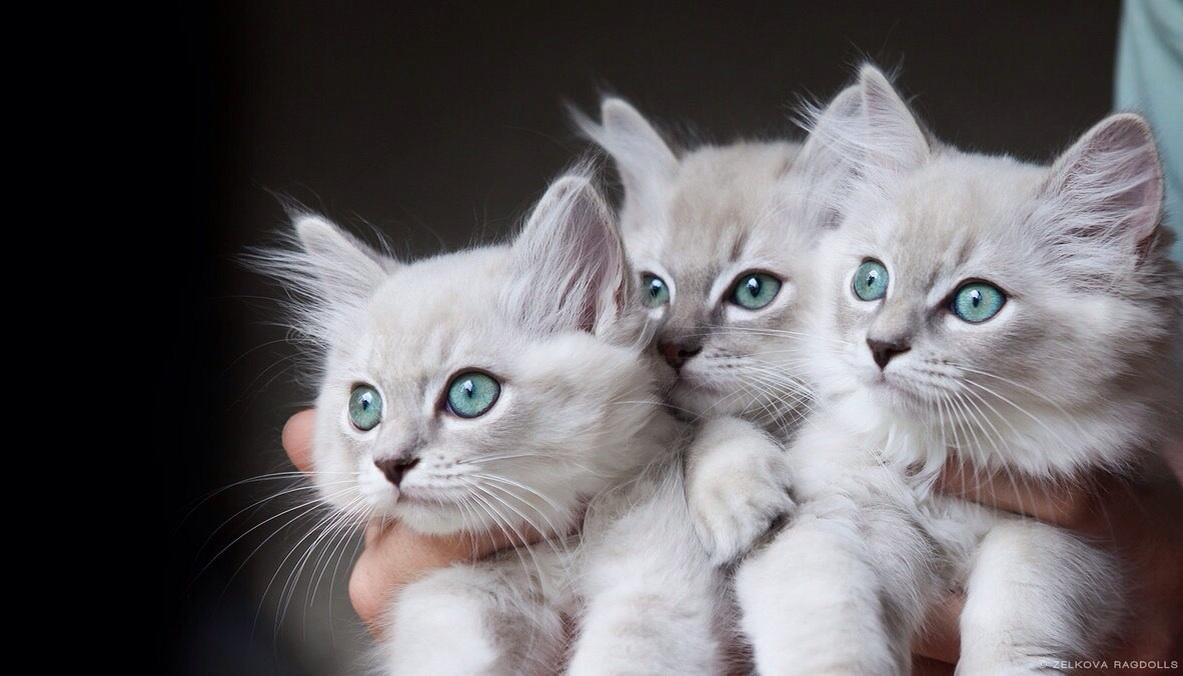 Elverojaguar's tweet photo. https://t.co/BNfKD1jqEY