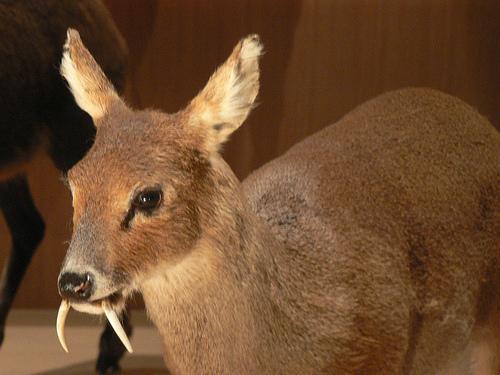AmericanLW's tweet photo. This is one creepy deer! http://t.co/41t6rZI4pp http://t.co/omZeE9Ag9U