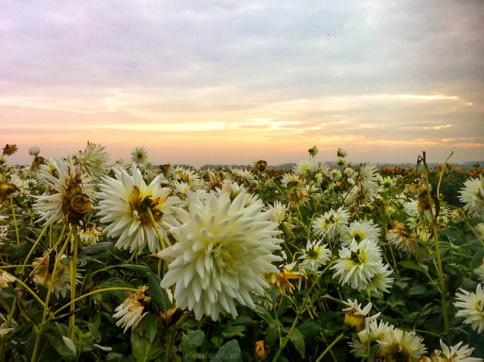 LisetteOpTexel's tweet photo. Historische Allerheiligen 1 Nov. #WarmsteOoit
@wadfotografen @TexelMijnEiland @Earth_Pics @Fascinatingpics #AllSaints http://t.co/f2iQkICwaA