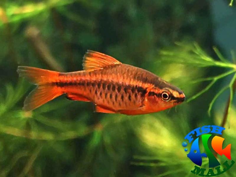 FishMall's tweet image. #Секс придумали #рыбки fishmall.com.ua/novosti/52-sek…   #fishmall