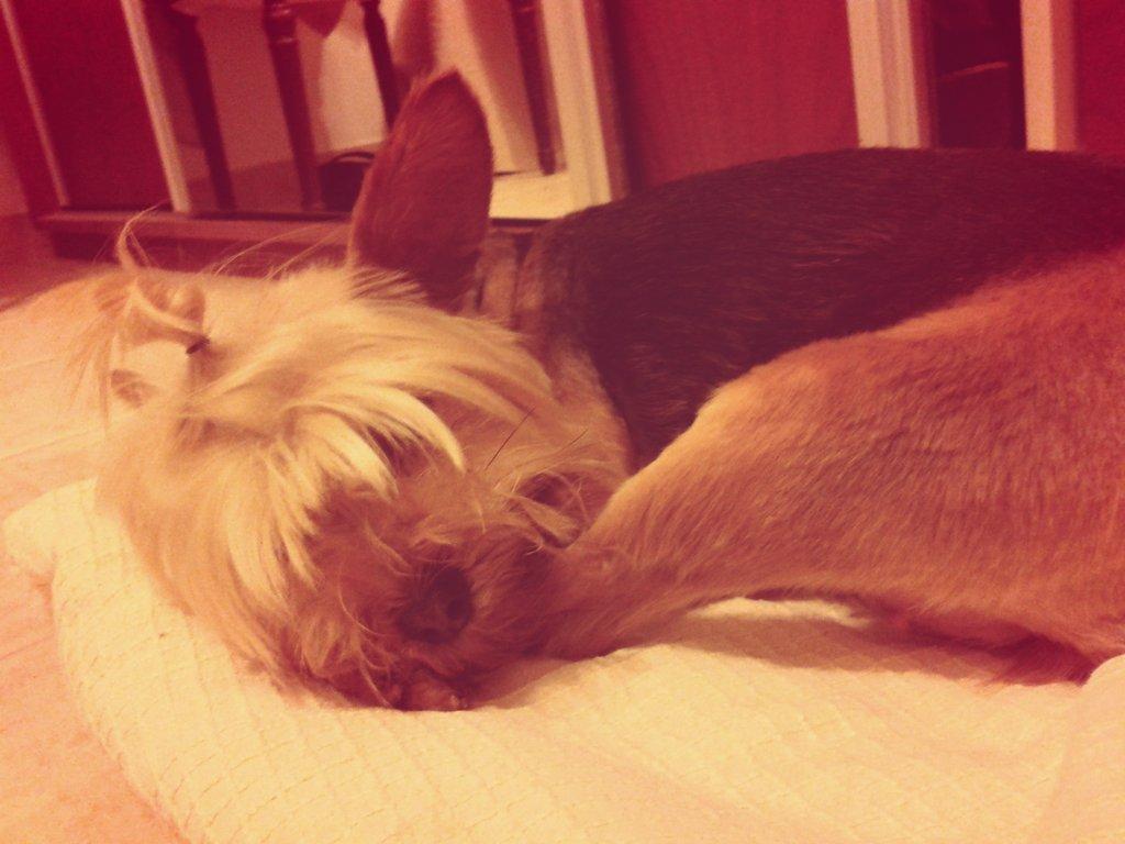 Maria Paula Ropelato tweet media