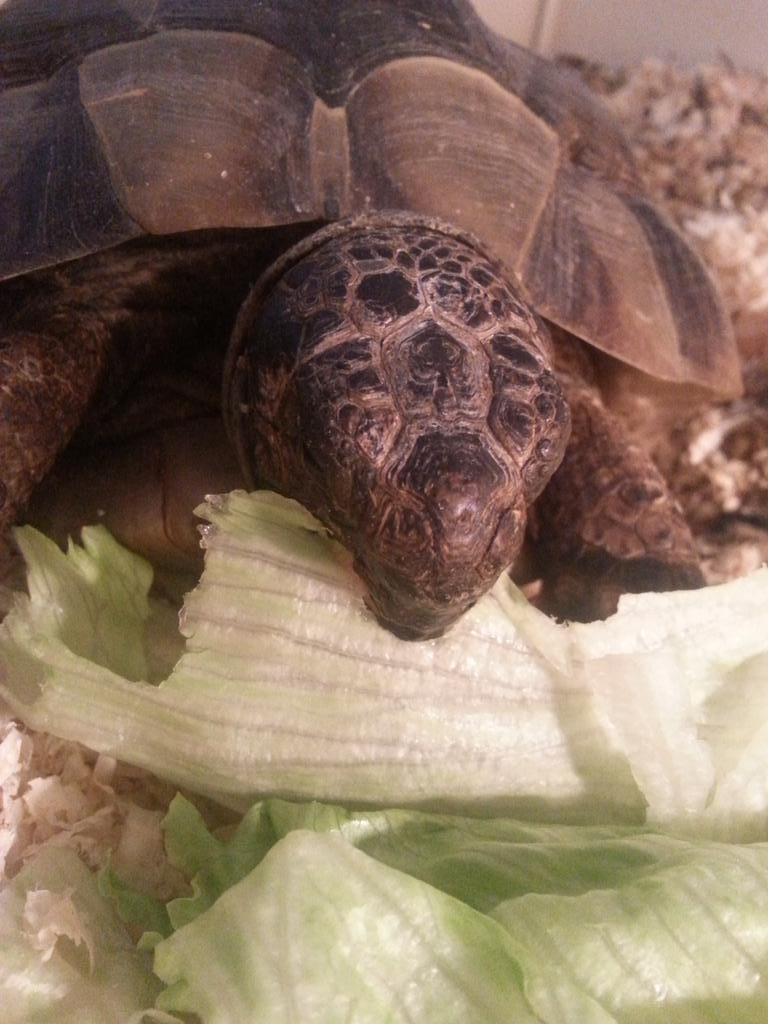 _Moona__'s tweet image. 👍💕🐢