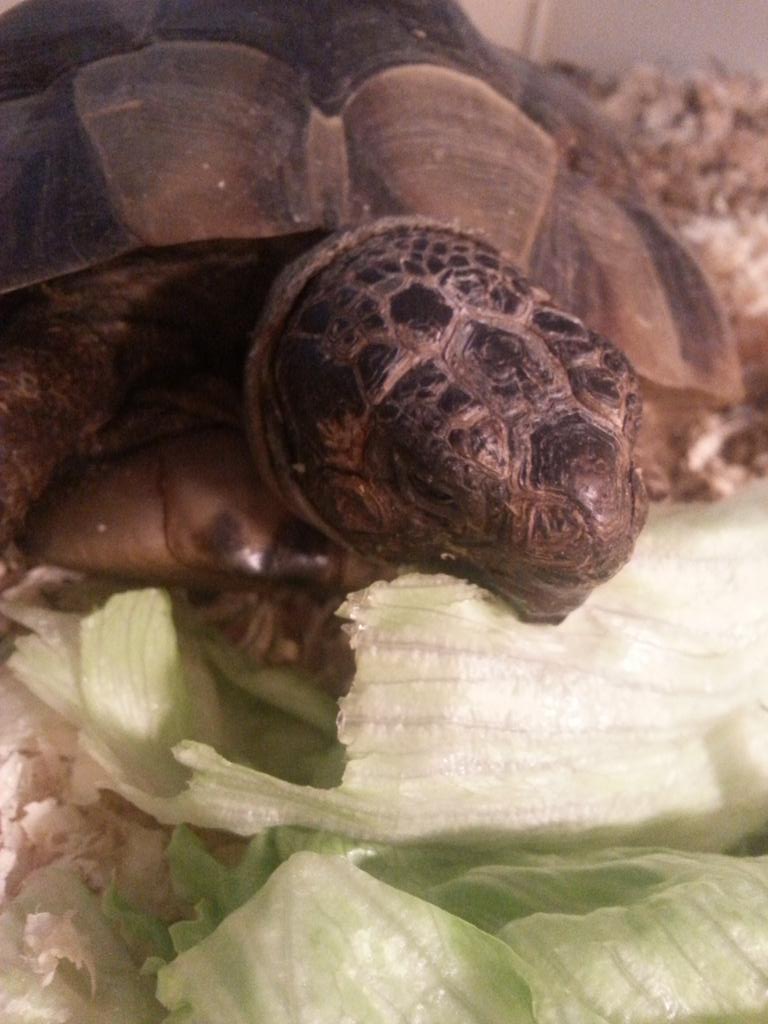 _Moona__'s tweet image. 👍💕🐢