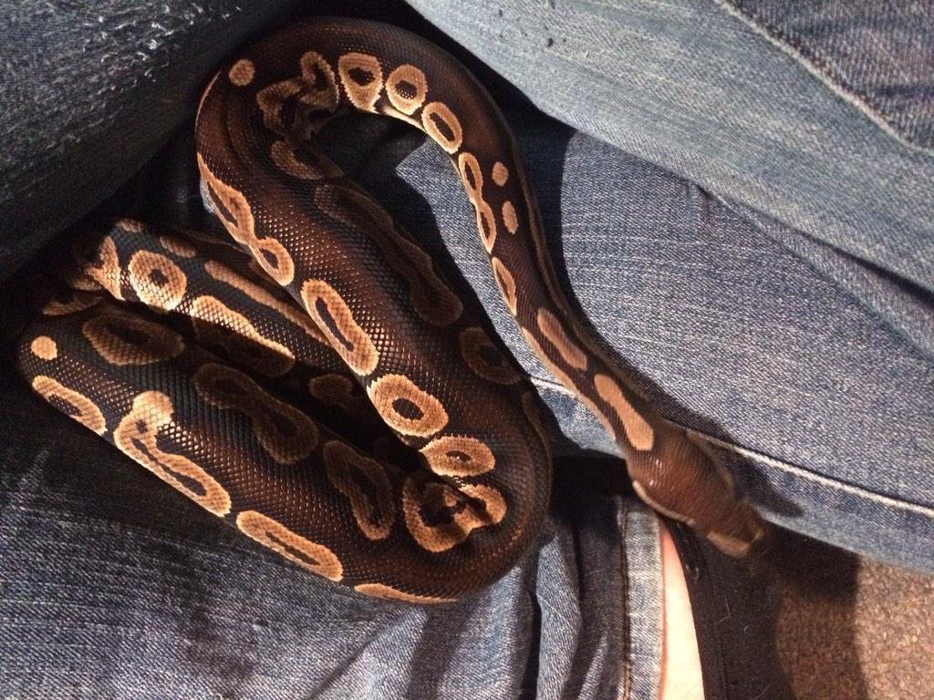 Johnnie_Babe's tweet photo. Baby boy is finally done shedding :) #girlswithballs #girlswithsnakes #ballpython #Montypython #reptil http://t.co/3aaMEOjGQO