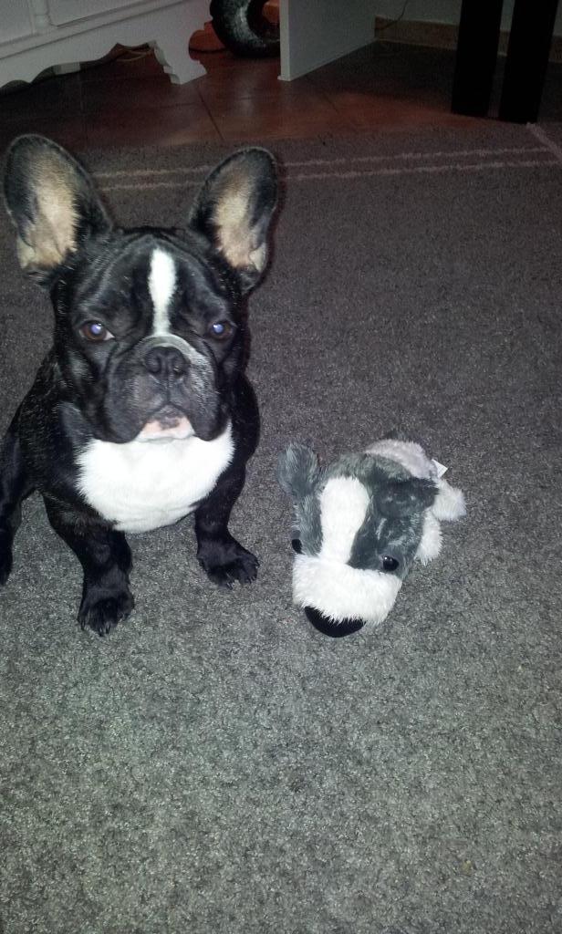 frenchiebilly's tweet image. My only love, my best friend ♡♥