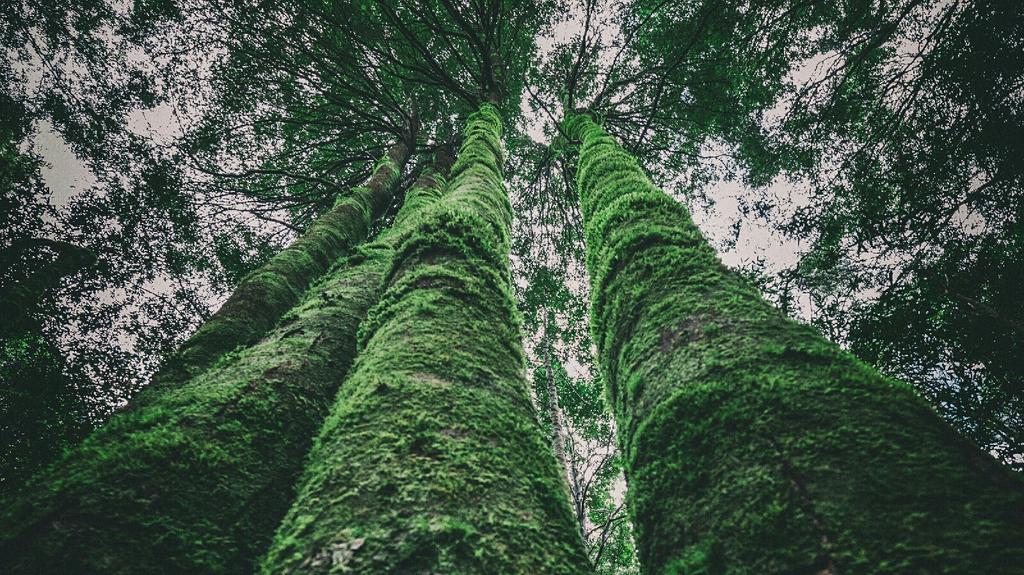 mgglastonbury's tweet photo. Amazing #oldtrees at #NelsonFalls, just out of Queenstown, #Tasmania, by @miaglastonbury http://t.co/2f1Q0INPCZ