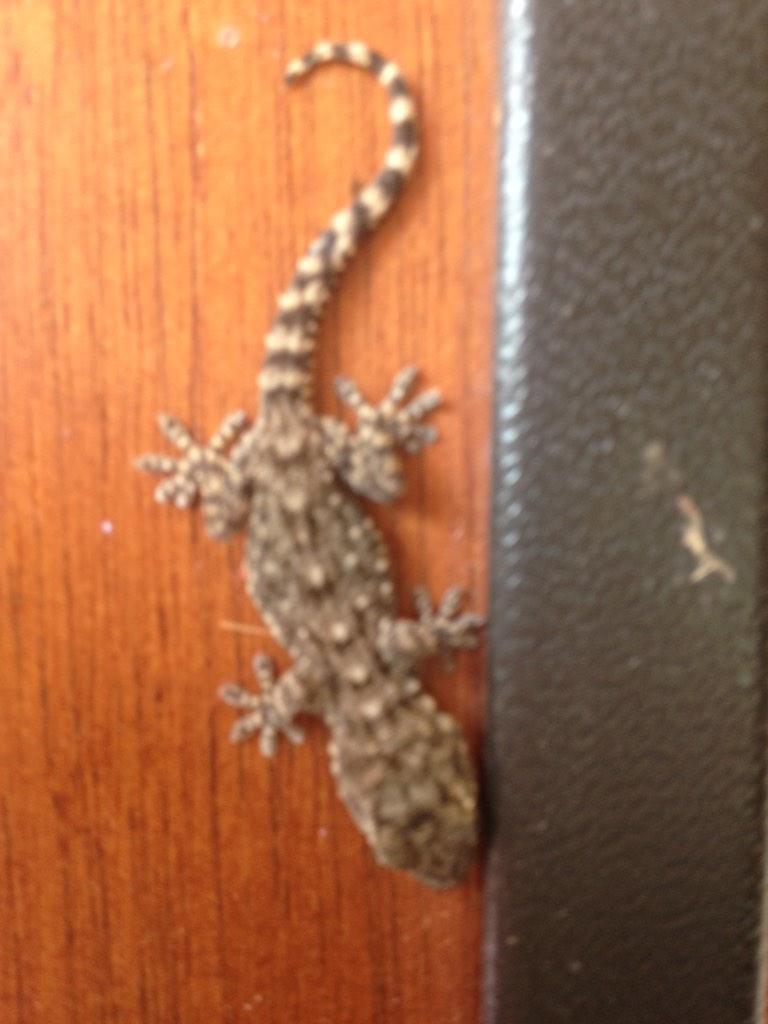 giuseppeiula tweet picture