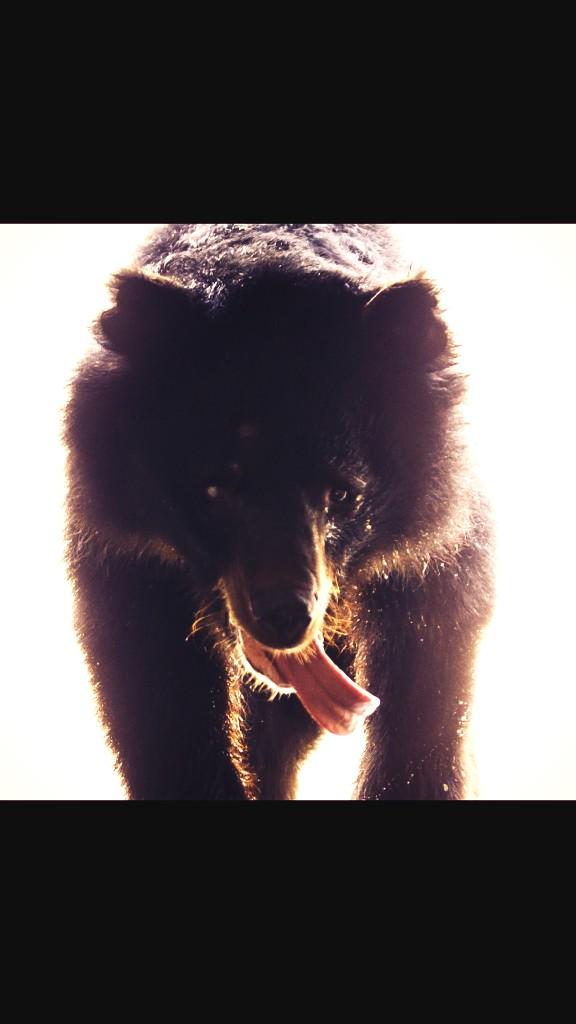rickygervais's tweet photo. My beautiful rescued bear Derek is damaged but free from torture &amp; finally enjoying life thanks to @AnimalsAsia http://t.co/cHCAwhhrp9