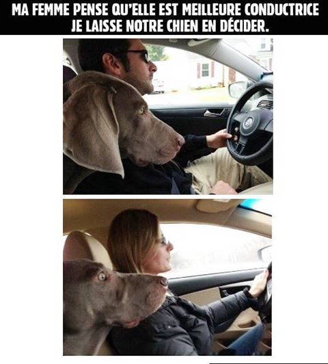 Pbs_de_Mecs's tweet photo. Ma femme pense qu'elle conduit mieux que moi, j'ai laissé mon chien décider... #ProblemesDeMecs http://t.co/uamEnSKU9o