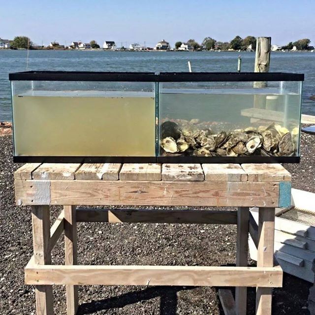 IntEngineering's tweet photo. The water in both tanks is from the same time and place. The tank on the right has oysters. http://t.co/gvUGjdd7cm