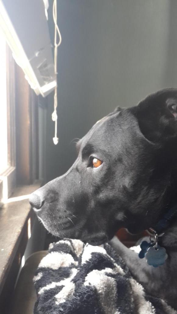 Mercury_71's tweet image. He doesn't care for the game very much, until his humans start yelling at the TV. #talk2wftda #dogsofwftda