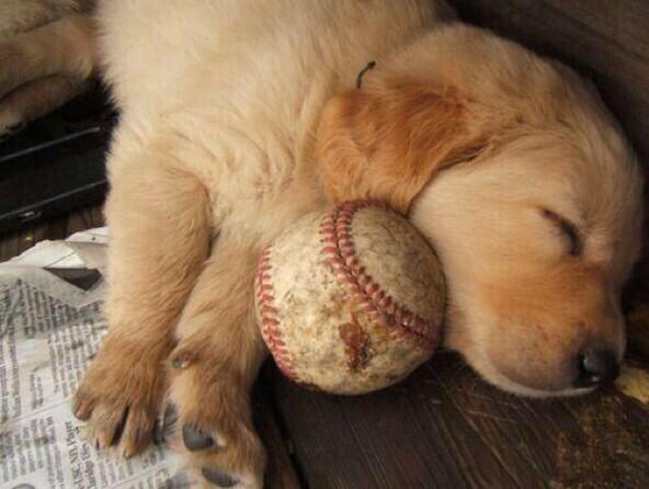ball_dudes's tweet photo. Mans best friend 👌 http://t.co/rxI6YIPw4r