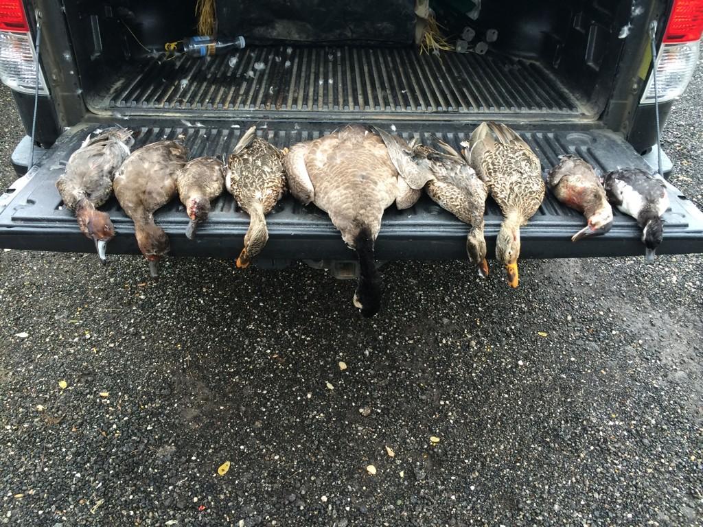 FallinFowl's tweet image. Getting it done