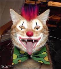 ClownUrbain's tweet photo. Avoue mon chat il est trop beau http://t.co/30g47aYjZi