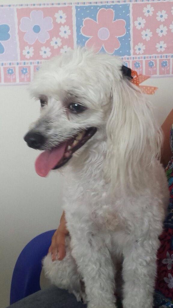 monana0106's tweet photo. @TwiterosCali se encontró una perrita en el ingenio información en el teléfono (311) 718-2761 http://t.co/lvYY9CBZAA