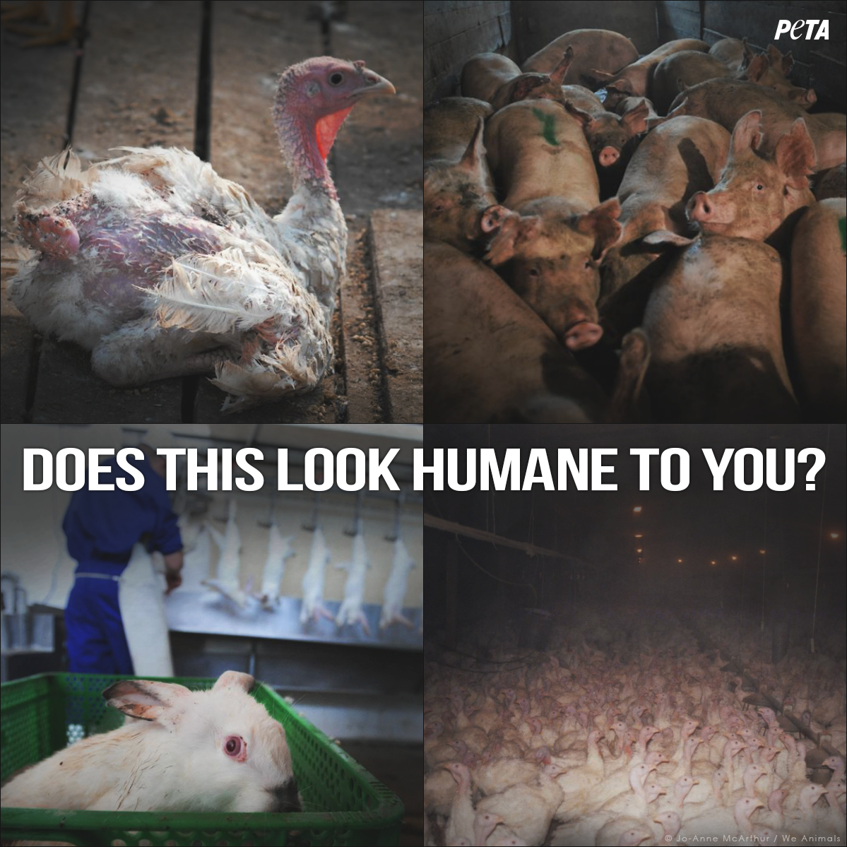 peta's tweet image. These photos are from "humane," "organic," or "free range" farms.

RT if u know there’s NO SUCH THING! #WorldVeganDay