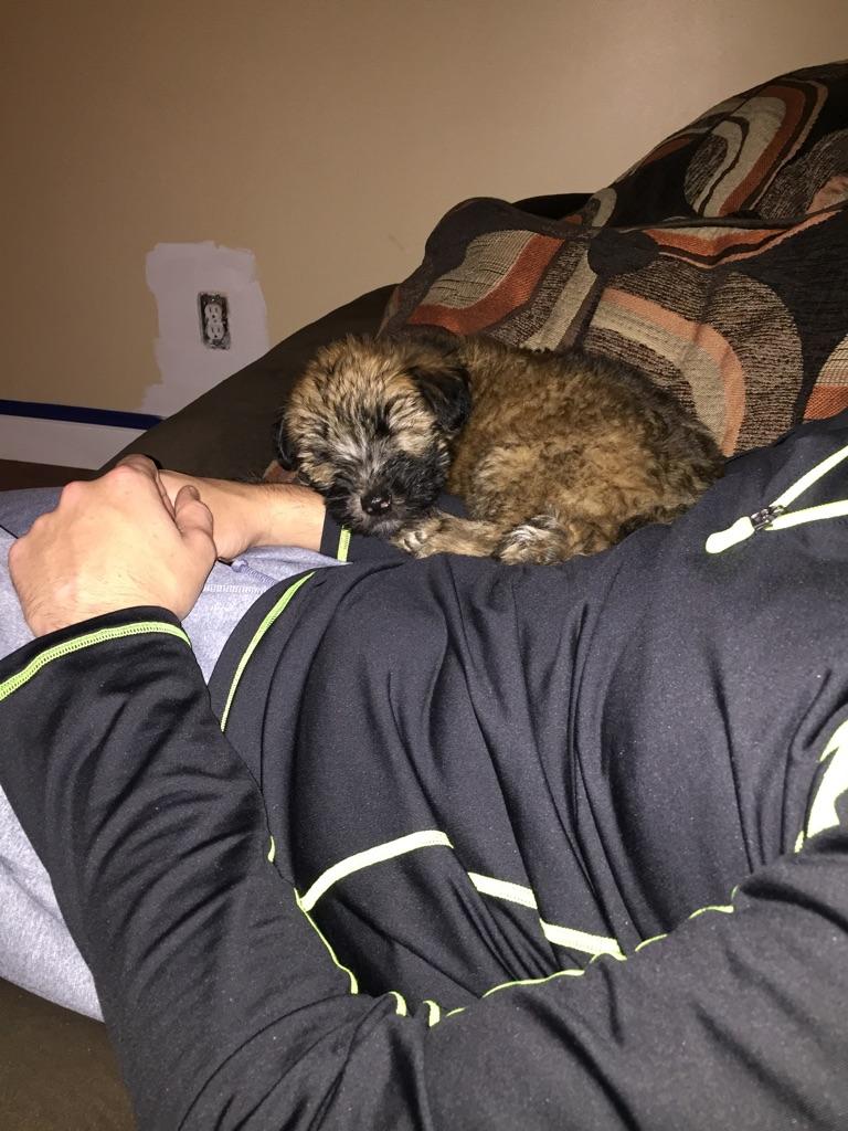 katiea25's tweet photo. New addition to our family #babyriley 😍 @JDeez304 http://t.co/C3OSP1WXzW