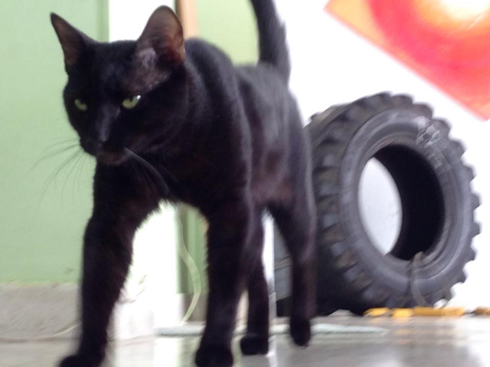 VictoriaGomeZ66's tweet photo. @LINDAPALMA O.M. Cat....ATRéVETE http://t.co/xPnZko3AdF