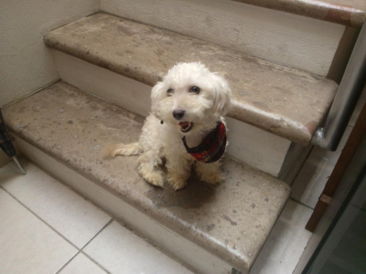 AquabalanceMex's tweet photo. Las gracias y mi reconocimiento a todos los que me ayudaron a buscar a sus dueños. Ahora sigue adopción. Ayuda pf. http://t.co/m7rxY3nTTC