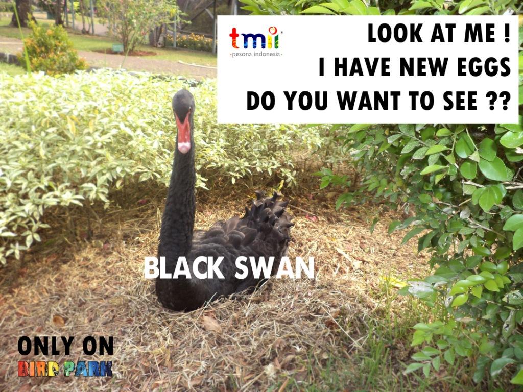 TBTMII's tweet photo. I HAVE NEW EGGS GUYS !! http://t.co/dmsxmsA9cb