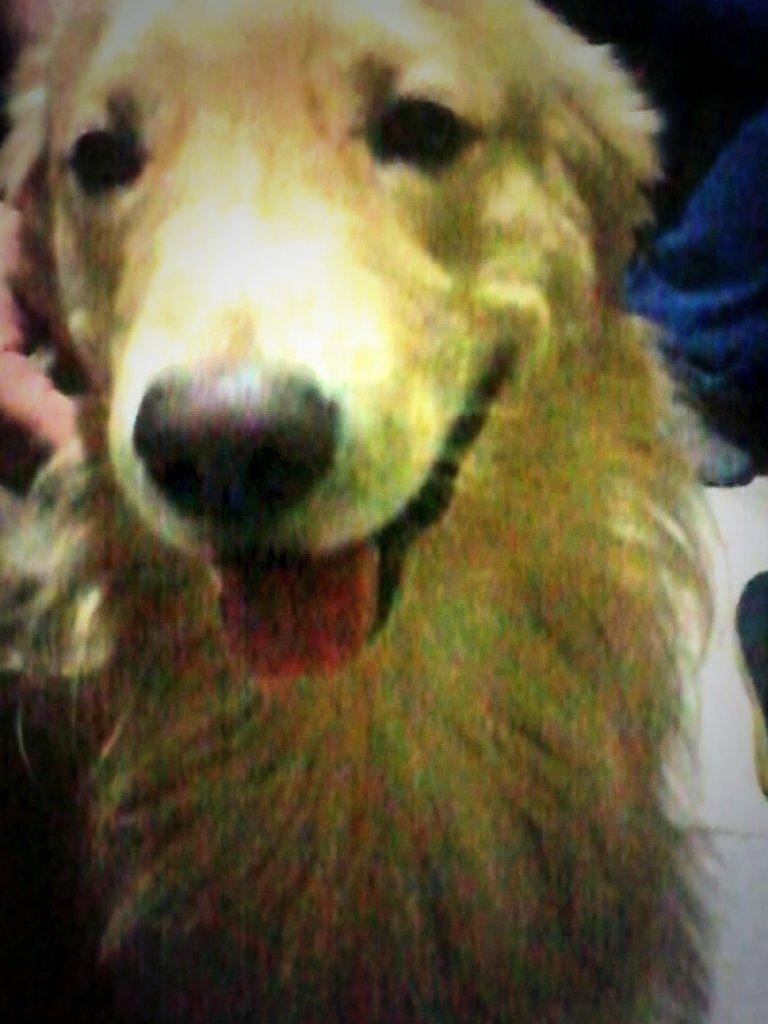 SAMZreader's tweet image. My pets! N°8 Scott:
The crazy, young, lovely dog!
#GoldenRetriver #dogs #cute