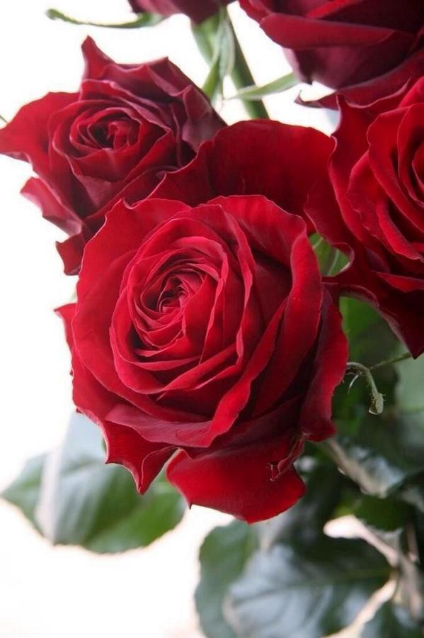 alharby1133's tweet image. كل القلوب الى الحبيب تميل 
ومعى بذلك شاهد ودليل 
اما الدليل اذا ذكرت محمدا
صارت دموع العاشقين تسيل 
صلوا عليه