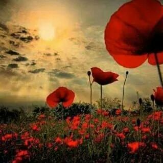 BelvoirCastle's tweet photo. #RemembranceDay 
For those who lost their lives from our Estate and across the country. 
We will remember them. http://t.co/G3nkxrjGNb