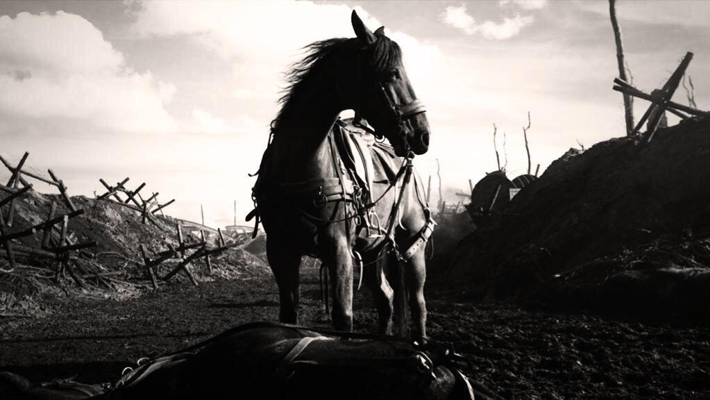 AirForce_Carl's tweet photo. A million horses were sent into battle during #ww1 - Only 62,000 returned. #neverforget 🇬🇧 🌺🇬🇧 http://t.co/Wh0AwICgZz