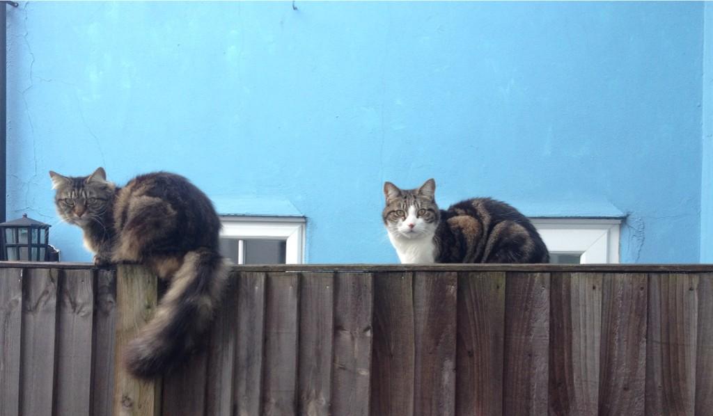 @MartinMcNeil1 <a href="/AnnoGalactic/">I'm Nick I am</a> Happy Sunday morning from these two :-)