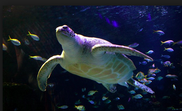 radhikadhariwal's tweet photo. #FunAnimalFact I found when researching the #sequel to the #petpostsecret: -Turtles can breathe out of their butts! http://t.co/4XLEsDRRo6