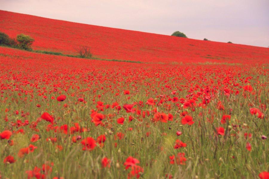 TheJockeyClub's tweet photo. Poppies at Lambourn #LestWeForget http://t.co/U0lSzkKU0Z