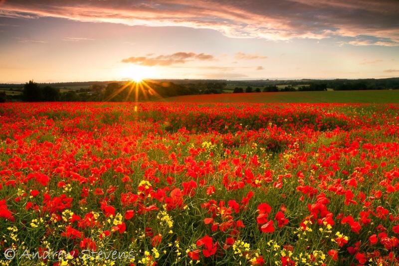 matmoo0121's tweet photo. ALLWAYS REMEMBER ❤️🙏 #RemberanceSunday http://t.co/GgO7EuahVl