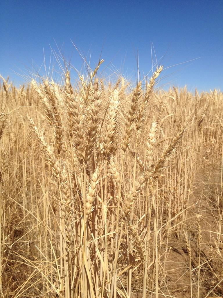 jmskinner86's tweet photo. #harvest14 has started at Trangie for us. Looks good so far. http://t.co/ILvJ5gQzPa