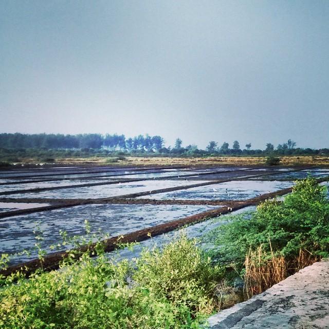 breakfreej's tweet photo. At the salt pans on the way to Suruchi beach and Paddyfield Pipit, Sandpipers, Warblers already spotted! #breakfr... http://t.co/bDQgOzfQmt