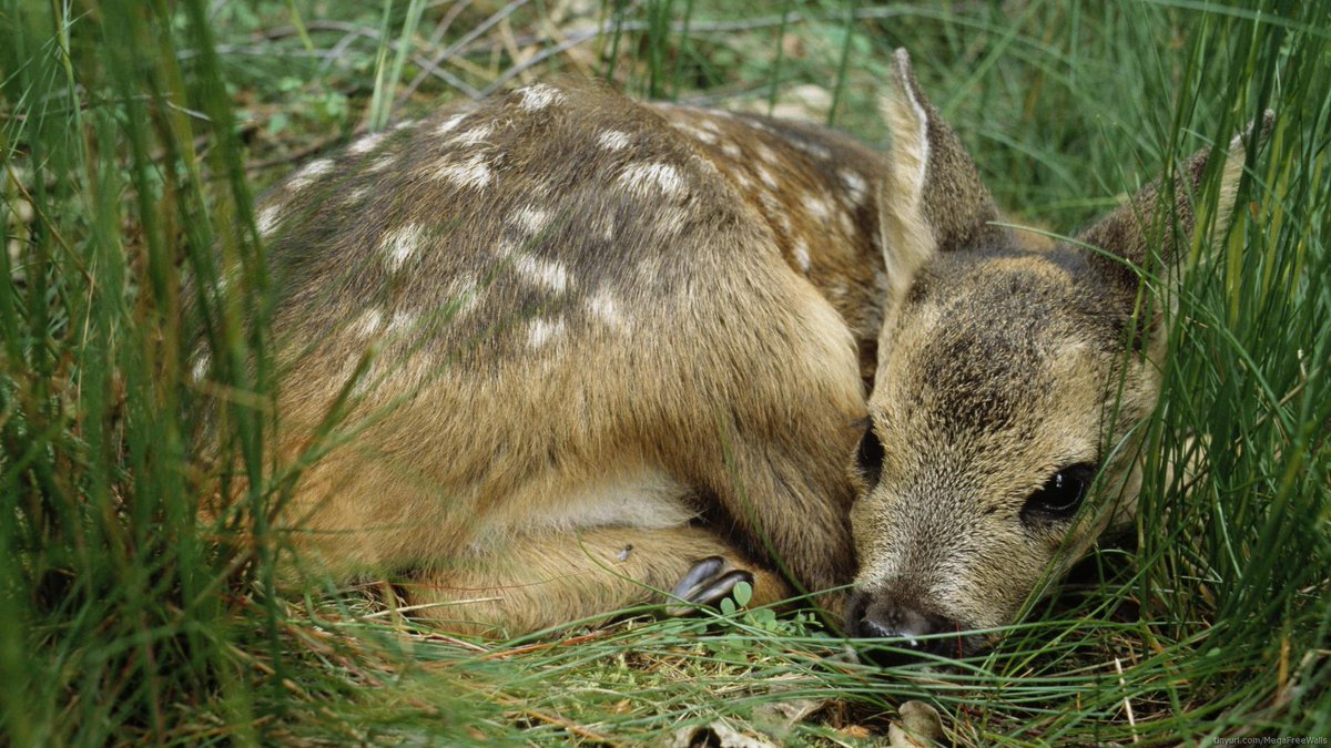 CutenessRocks_'s tweet photo. Fav &amp; Rt if you are against Animal Cruelty http://t.co/CyxVOnmihh Poor Thing #cutenessrocks http://t.co/tbJBOyopQT