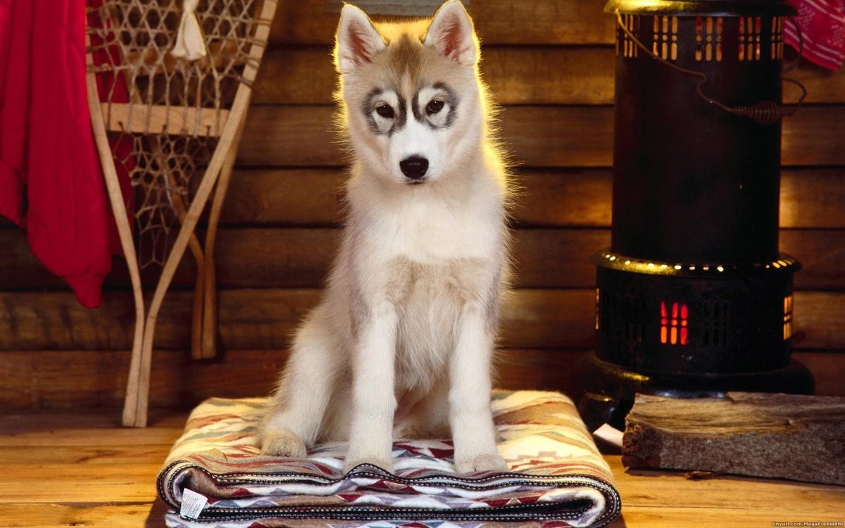 CutenessRocks_'s tweet photo. What a cuties! RT &amp; Fav if you want to keep him :) http://t.co/iGujkWFTas #cutenessrocks http://t.co/LxPJsMba3G