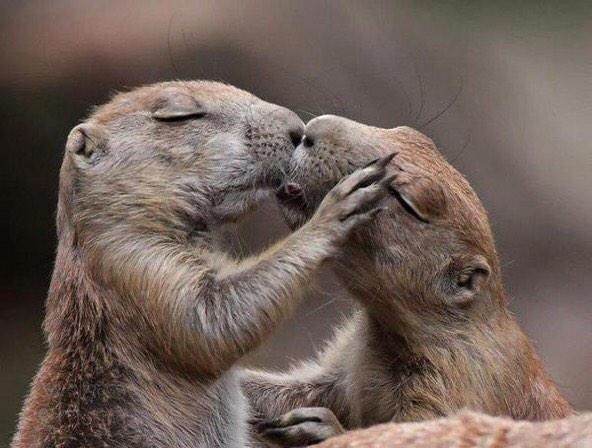 sabiastuque_'s tweet photo. Sabias tu que Los perritos de la pradera se saludan dándose un beso. http://t.co/yFROxeVt6d