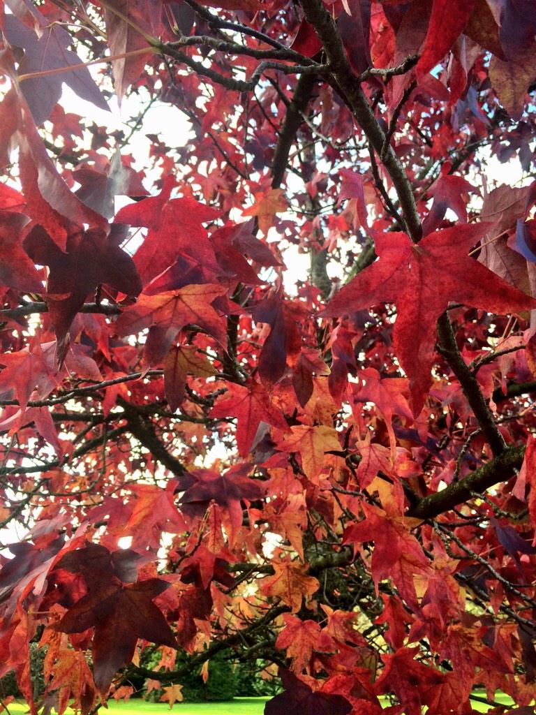 BarodaStudIre's tweet photo. A gorgeous sunny, crisp #autumn day here with lots of wonderful colours about... #cokildare #foalprep #yearlings http://t.co/umKGOFgjqO
