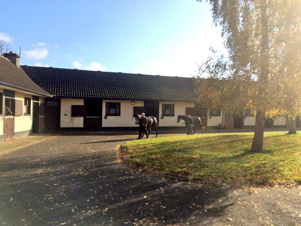 BarodaStudIre's tweet photo. A gorgeous sunny, crisp #autumn day here with lots of wonderful colours about... #cokildare #foalprep #yearlings http://t.co/umKGOFgjqO