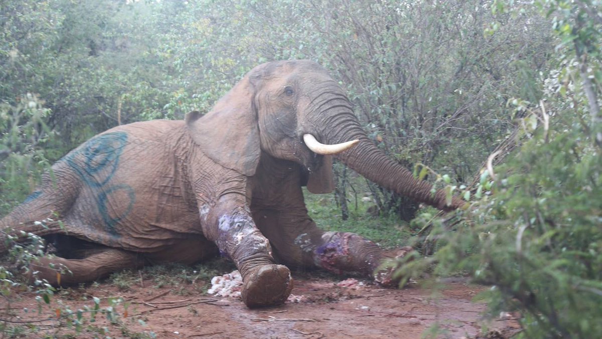 IworryTrade's tweet photo. Incredible footage showing a mother #elephant surviving 2 bullet wounds http://t.co/mDSyFtMRAF @DSWT http://t.co/iEWM7rh7GH