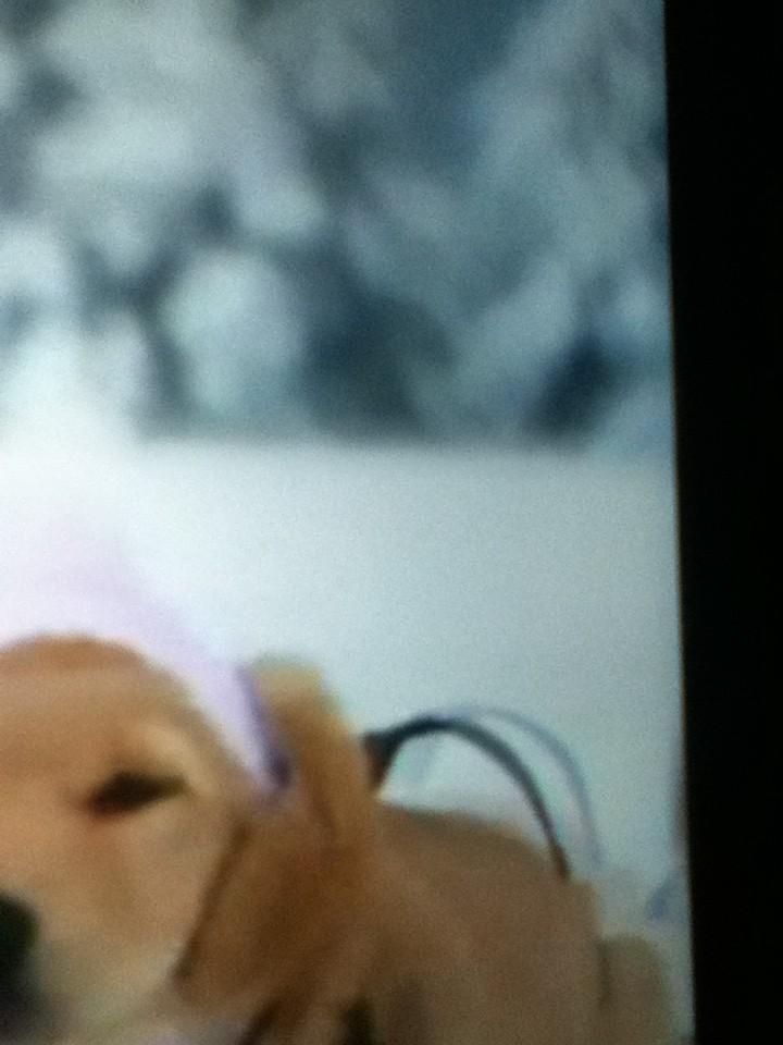 gethinjoyce06's tweet photo. Dog http://t.co/ayYI72Hq3X