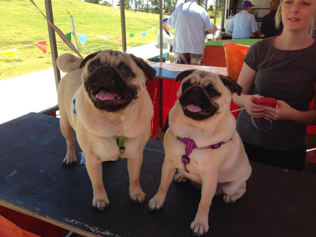 SandraBlay2's tweet photo. Amanda's cute Pugs at the pet show http://t.co/bK6U1w31bc