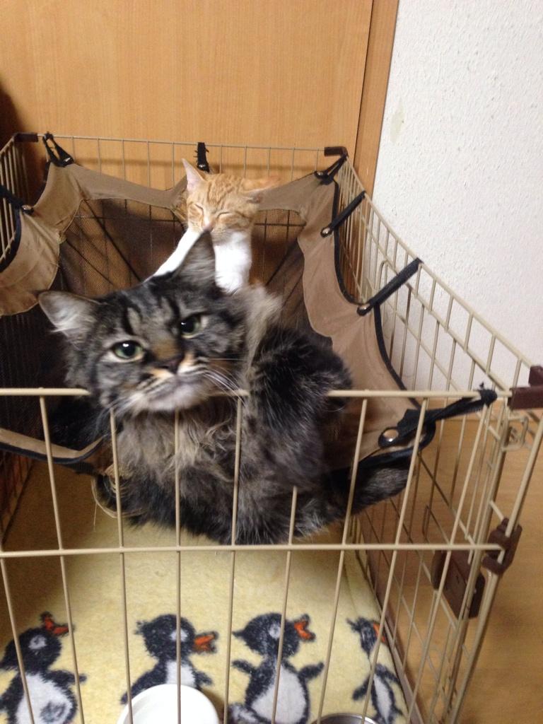 ba0824's tweet photo. こいつの寝たか（笑） http://t.co/tHZpplPALy