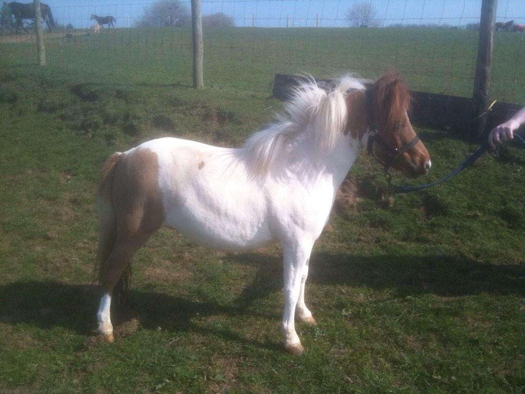 BedmaxShavings's tweet image. Please retweet. Stolen 31/10/14. Moorsholm, N Yorks, miniature coloured mare 30-32"  any info contact @KirstyHugill