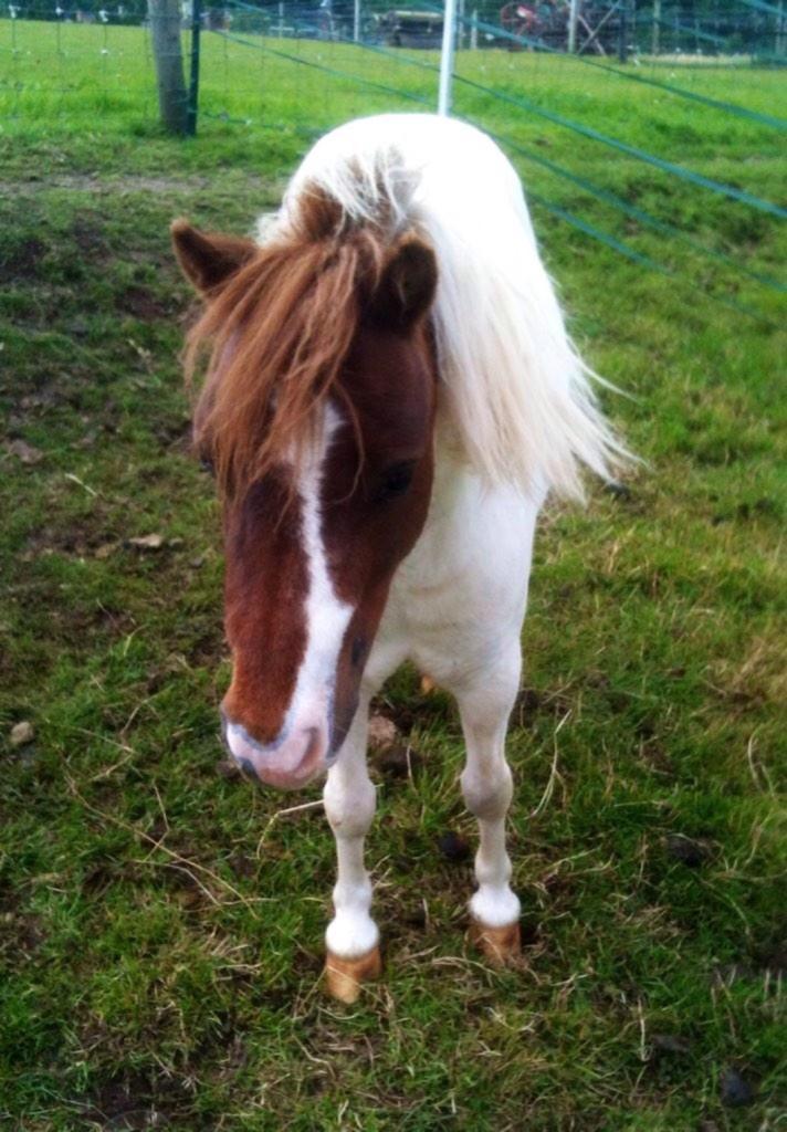 BedmaxShavings's tweet image. Please retweet. Stolen 31/10/14. Moorsholm, N Yorks, miniature coloured mare 30-32"  any info contact @KirstyHugill