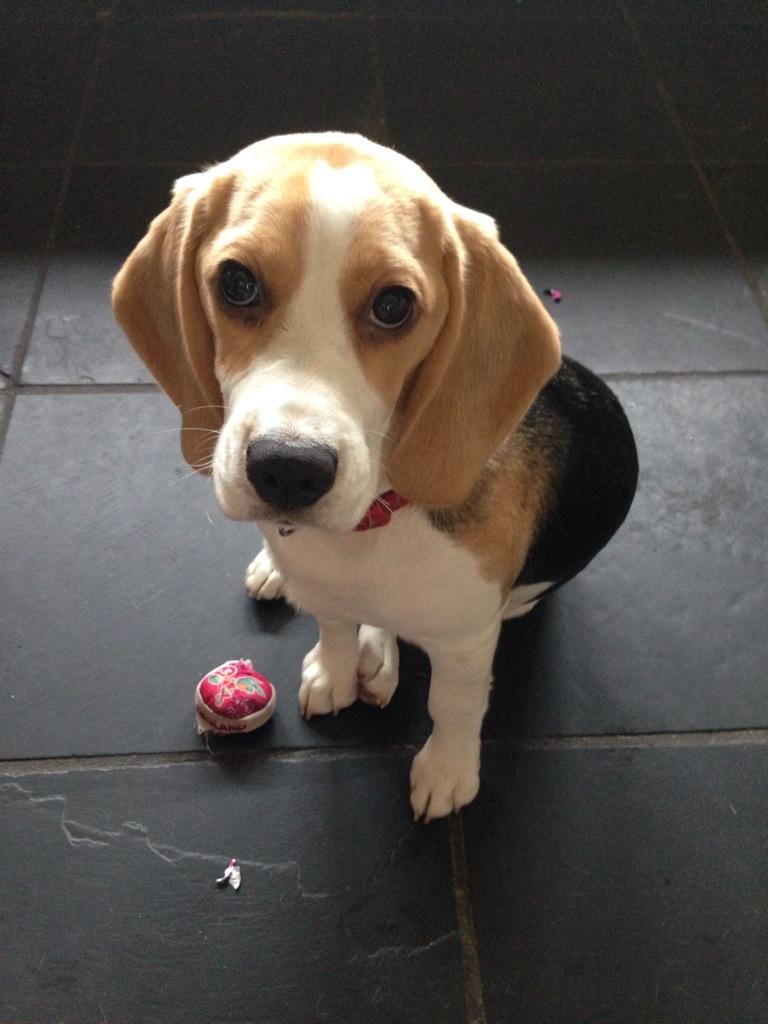 iBallisticSquid's tweet image. Whenever I eat my breakfast at the table this is the view I have!